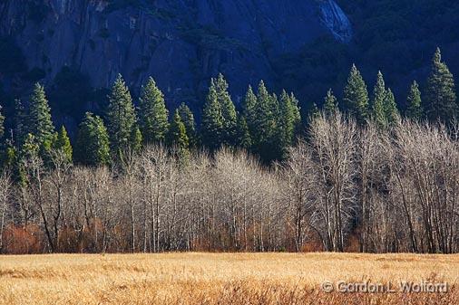 Yosemite Meadow_23290.jpg - Photographed in Yosemite National Park, California, USA.